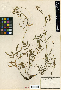 Valeriana densiflora image