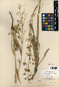 Valeriana edulis image