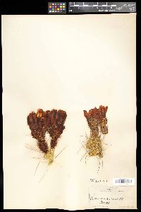 Echinocereus cinerascens image