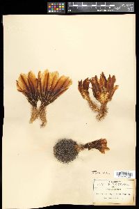 Echinocereus dasyacanthus image