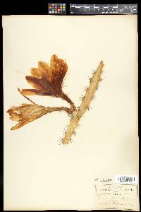 Heliocereus schrankii image