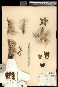 Pachycereus schottii image