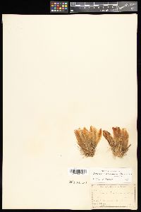 Media resource of Cereus engelmannii
