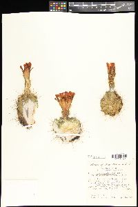 Echinocereus coccineus subsp. coccineus image