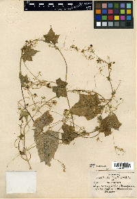 Sicyos collinus image