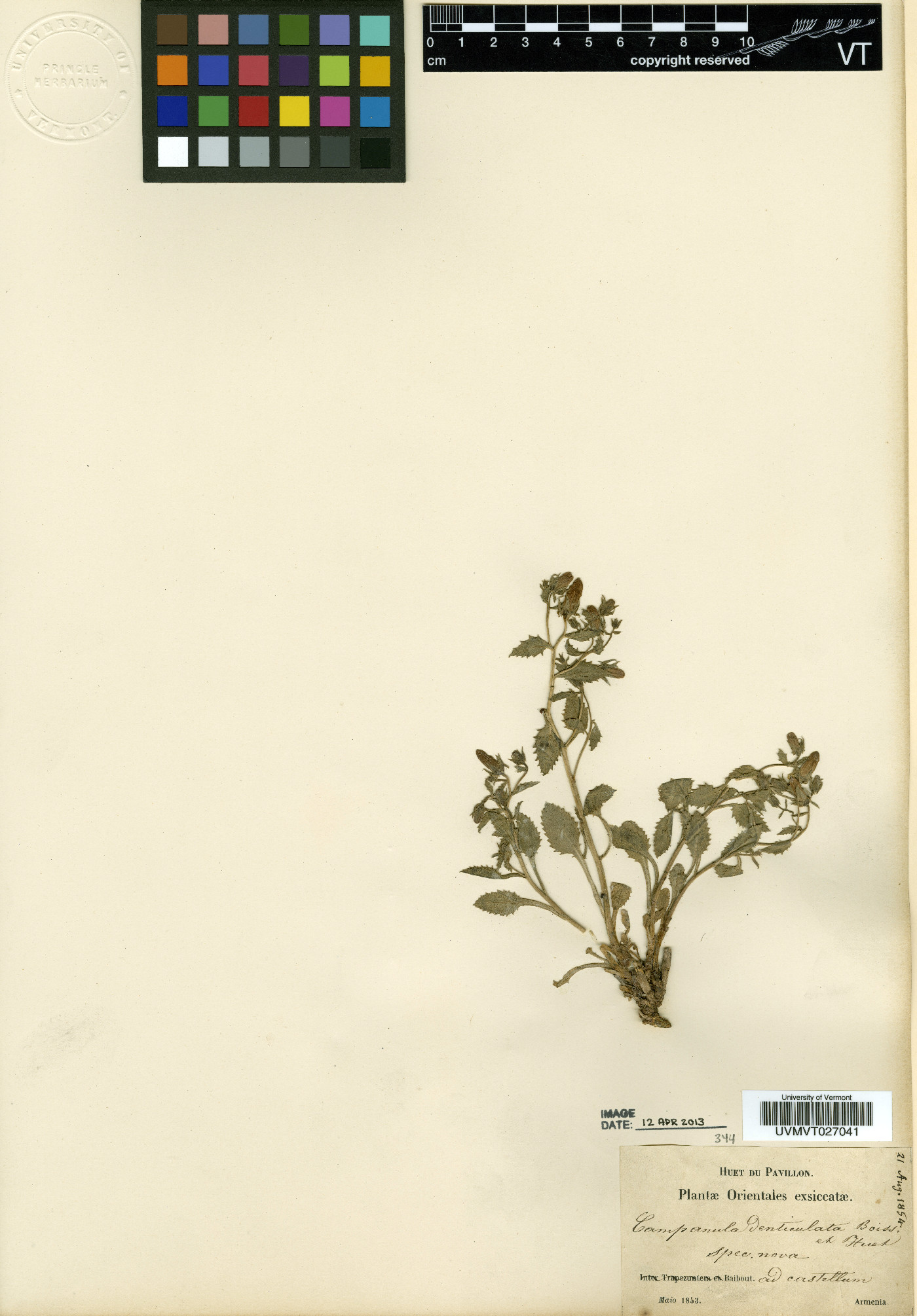 Wahlenbergia denticulata image