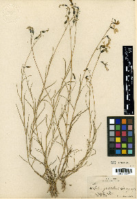 Lobelia ehrenbergii image