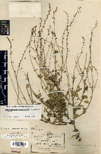 Pseudonemacladus oppositifolius image
