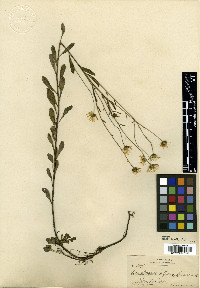 Achaetogeron affinis image