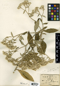 Achyrocline deflexa image
