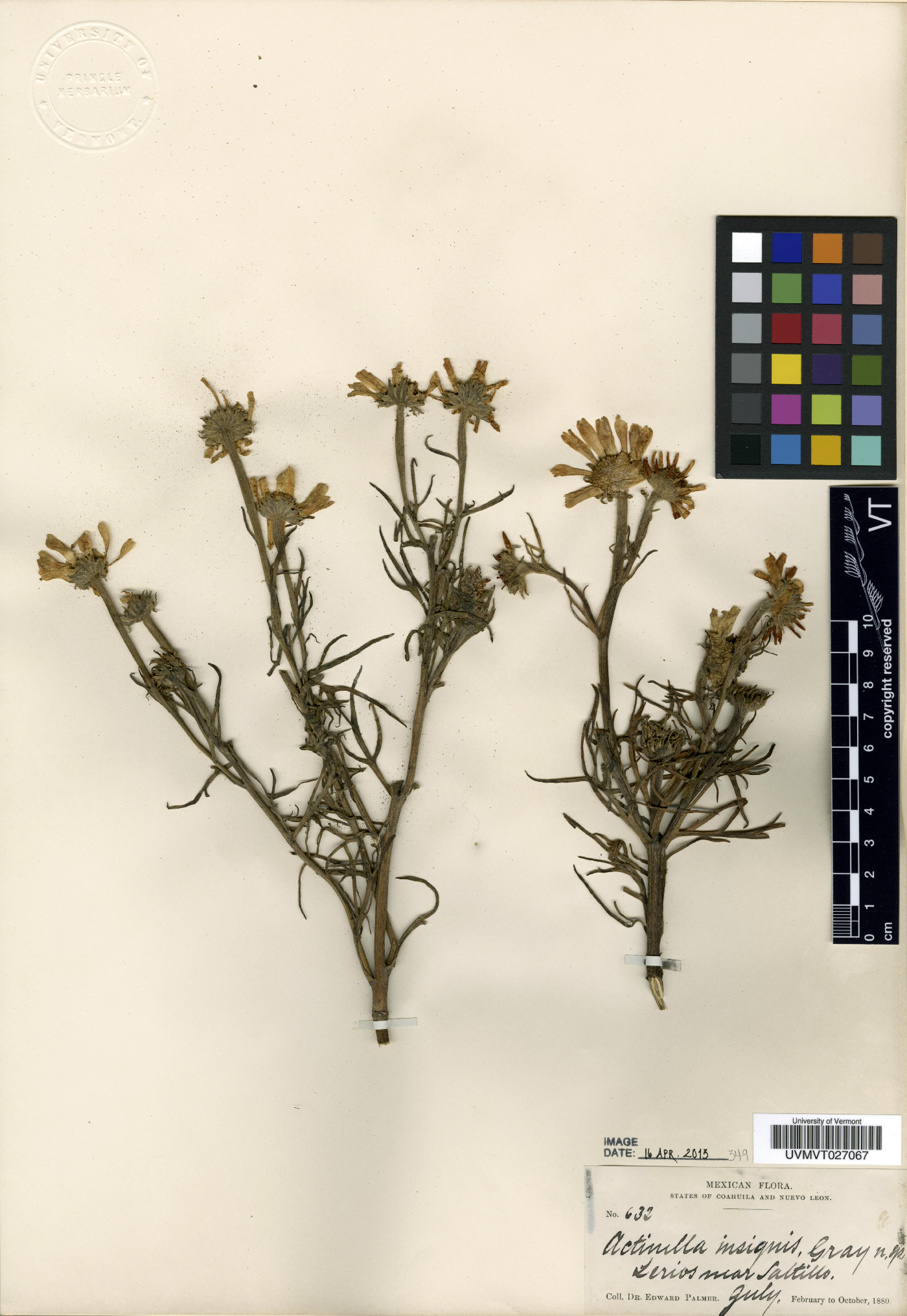 Hymenoxys insignis image