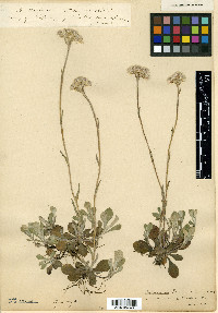 Antennaria brainerdii image