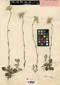 Antennaria brainerdii image