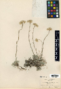 Antennaria rosea subsp. pulvinata image