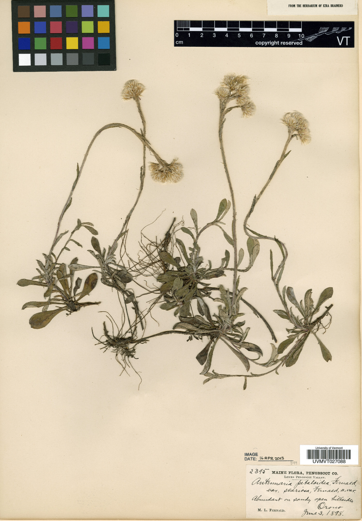 Antennaria petaloidea var. scariosa image