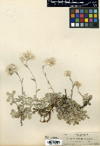 Antennaria howellii subsp. neodioica image