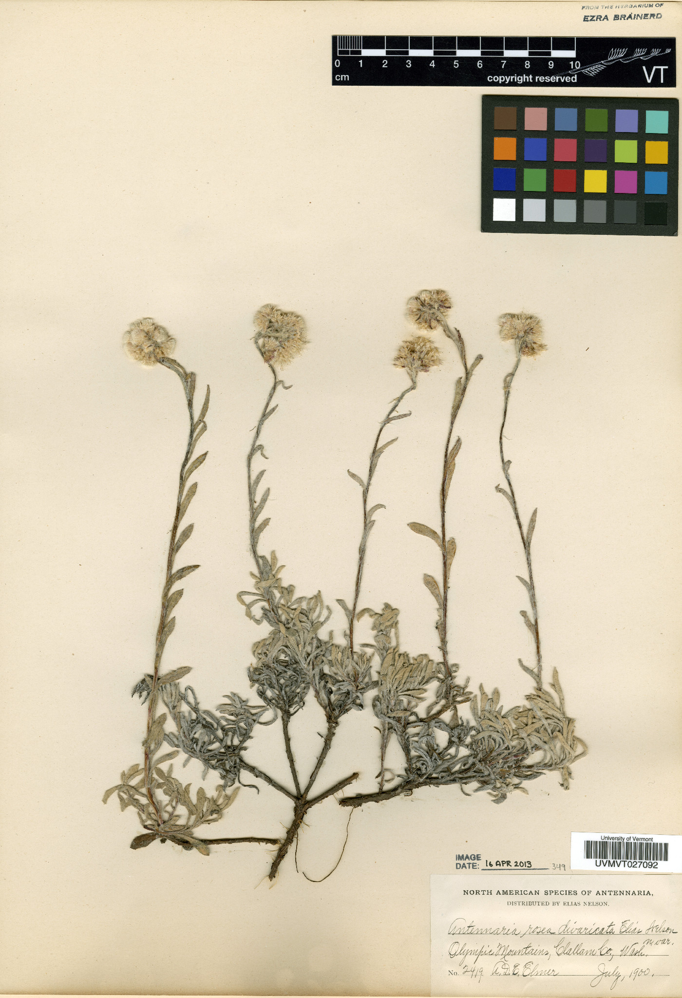 Antennaria rosea subsp. divaricata image
