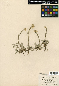 Antennaria howellii subsp. neodioica image