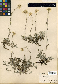 Antennaria howellii subsp. neodioica image