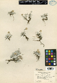 Antennaria soliceps image
