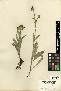 Arnica lanulosa image