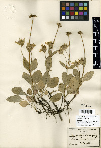 Arnica nevadensis image