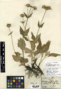 Arnica ovata image