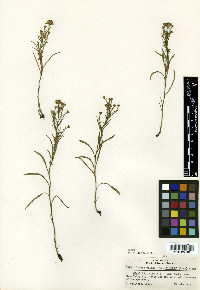Symphyotrichum pilosum var. pringlei image