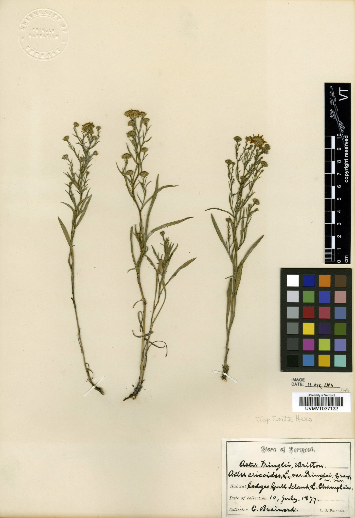 Aster pringlei image