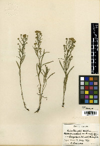 Aster pringlei image