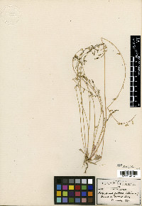 Lobelia endlichii image