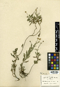 Symphyotrichum bullatum image