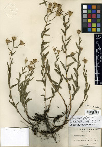 Eucephalus ledophyllus image
