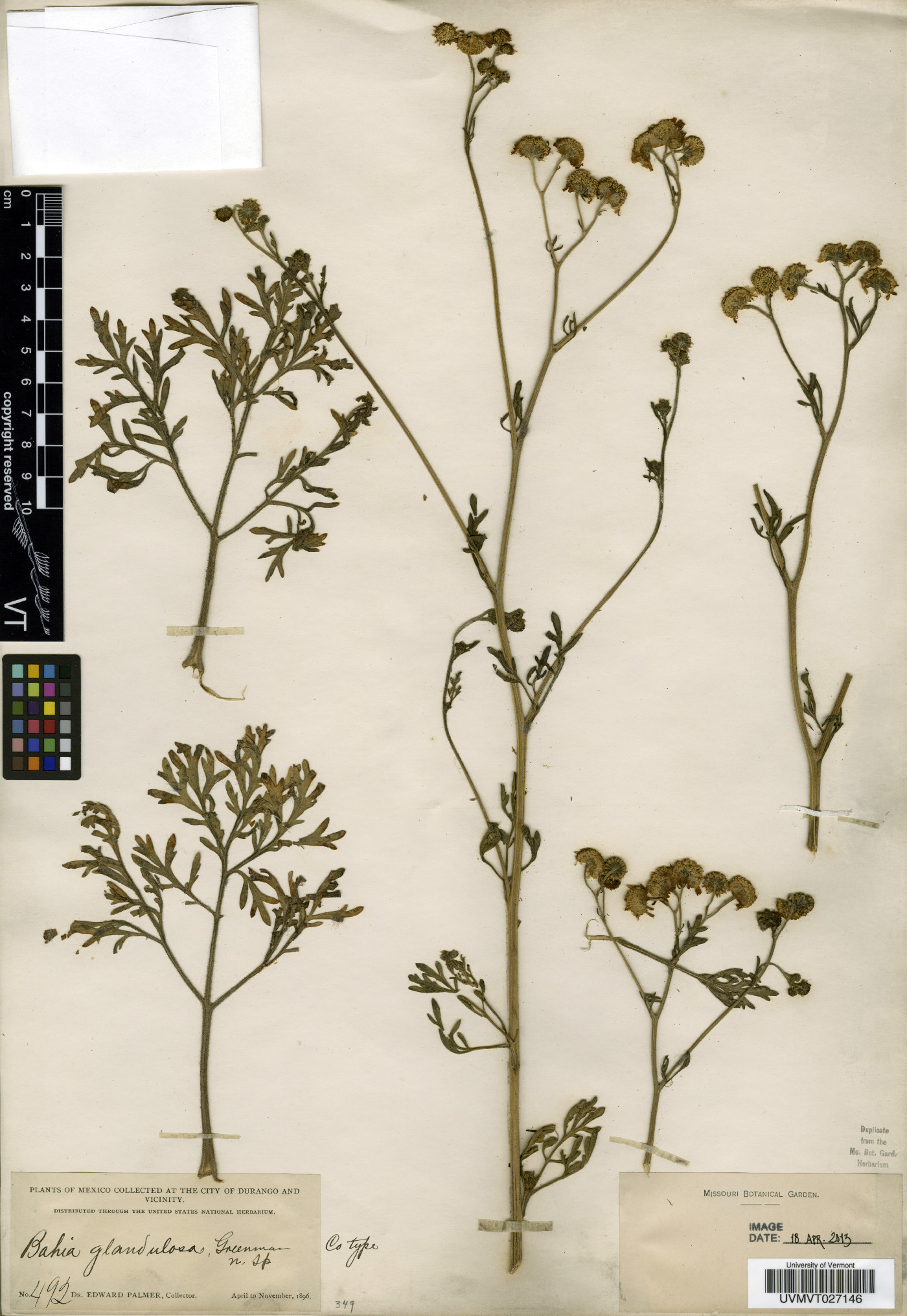 Bahia glandulosa image