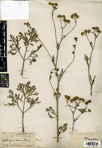 Bahia glandulosa image