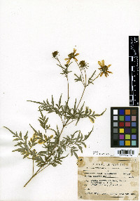 Bidens gentryi image
