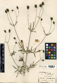 Bidens inermis image