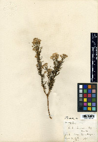 Ericameria brachylepis image