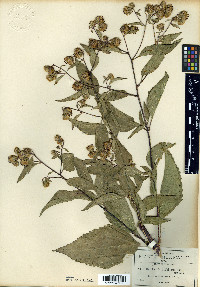 Steviopsis amblyolepis image