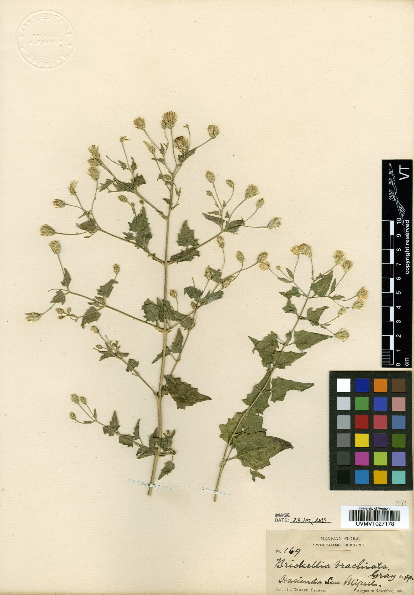Brickellia brachiata image