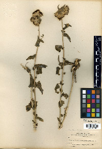 Brickellia grandiflora image