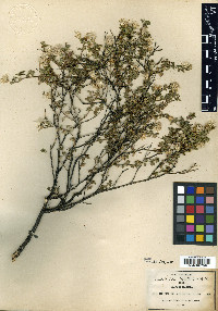 Brickellia glutinosa image