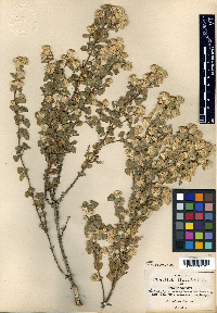 Brickellia petrophila image