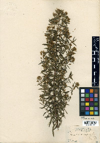 Brickellia thyrsiflora image