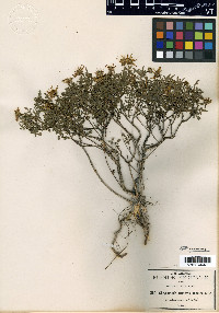 Chrysactinia truncata image