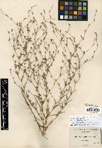 Calycadenia pauciflora image