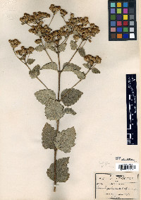 Calea hypoleuca image