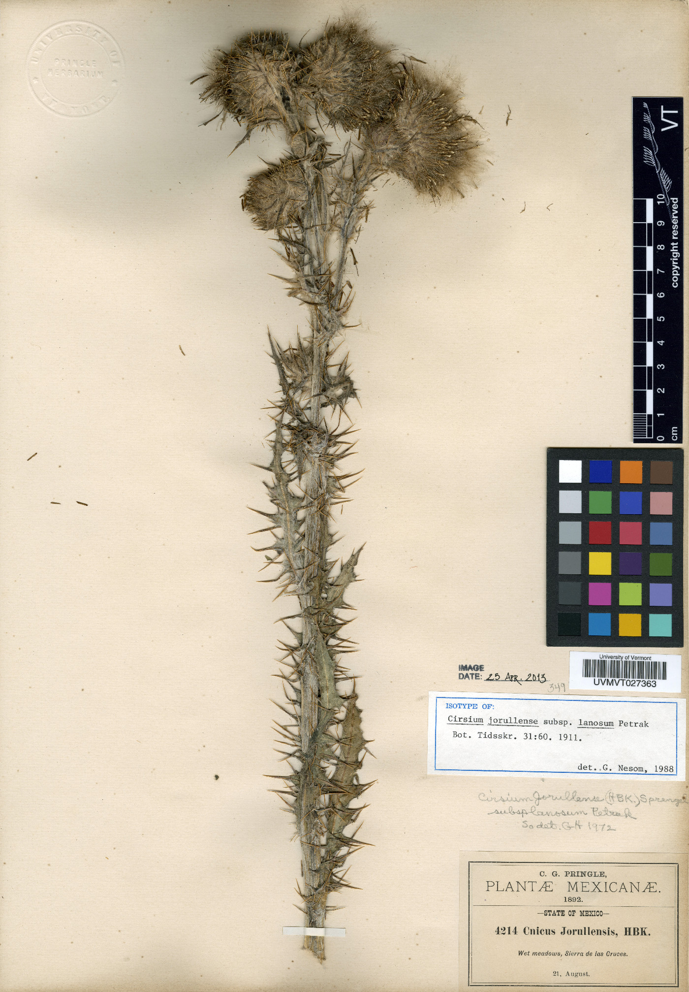 Cirsium jorullense image