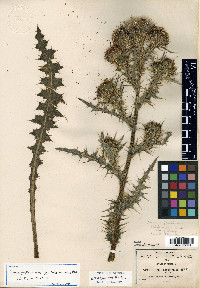Cirsium jorullense image