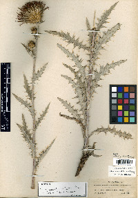 Cirsium undulatum image